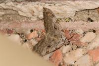 Aplocera plagiata