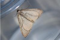 Aplocera plagiata