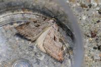 Aplocera plagiata