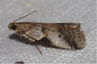 Acrobasis fallouella