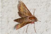 Deilephila porcellus