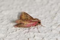 Deilephila porcellus