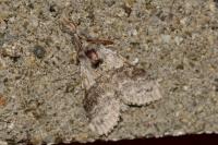 Calliteara pudibunda
