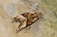 Phlogophora meticulosa