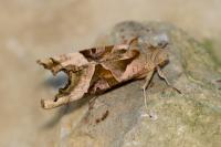 Phlogophora meticulosa