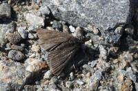Orenaia lugubralis