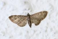 Eupithecia