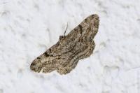 Peribatodes rhomboidaria rhomboidaria