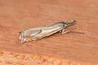 Crambus lathoniellus