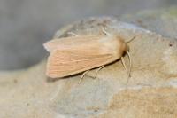 Mythimna pallens