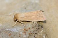 Mythimna pallens