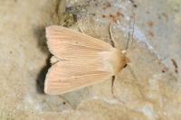 Mythimna pallens