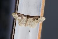 Idaea rusticata