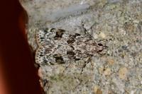 Scoparia