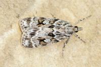 Scoparia