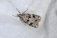 Scoparia