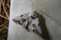 Calophasia opalina
