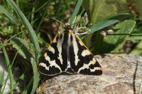 Arctia plantaginis