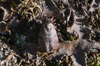 Asarta aethiopella