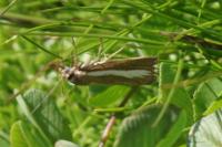 Catoptria radiella