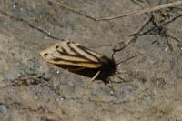 Setina aurita