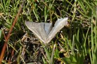 Udea uliginosalis