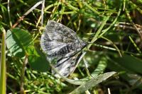 Metaxmeste phrygialis
