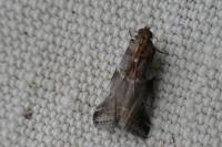 Acrobasis suavella