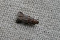 Acrobasis suavella