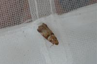 Acrobasis tumidana