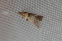 Acrobasis tumidana