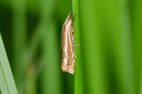 Crambus lathoniellus