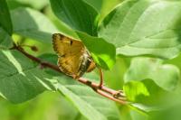 Euclidia glyphica