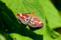 Pyrausta purpuralis
