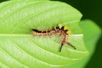 Orgyia antiqua