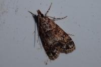 Eudonia lacustrata