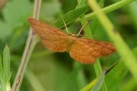 Idaea serpentata