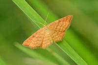 Idaea serpentata