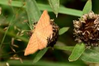 Idaea serpentata
