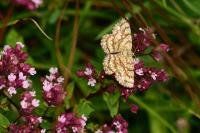 Ematurga atomaria