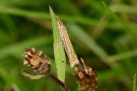 Ancylolomia tentaculella / disparalis