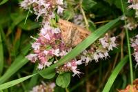 Euclidia glyphica