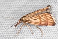 Chrysocrambus linetella