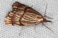 Chrysocrambus linetella