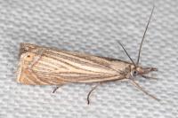 Chrysoteuchia culmella