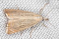 Chrysoteuchia culmella
