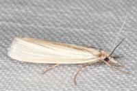 Crambus perlellus