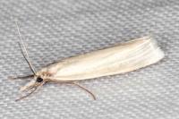 Crambus perlellus