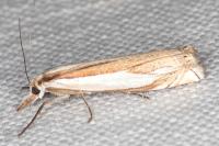 Crambus