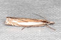 Crambus